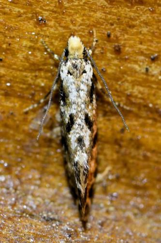 Nemapogon sp.